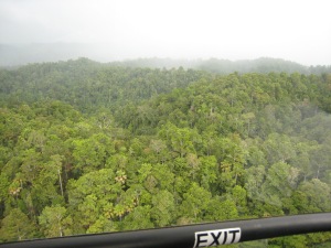 Fly over green Forest
